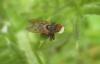 Myopa testacea